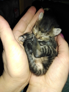 Аватара пользователя