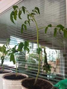 IMG_20210528_074044.jpg [ время: 28.05.2021 15:43, размер: 397.27 Кб | Просмотров: 6855 ]