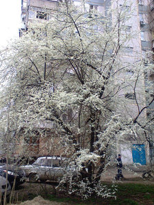 getImageCAZ782LK.jpg [ время: 23.03.2014 1:15, размер: 80.96 Кб | Просмотров: 2235 ]
